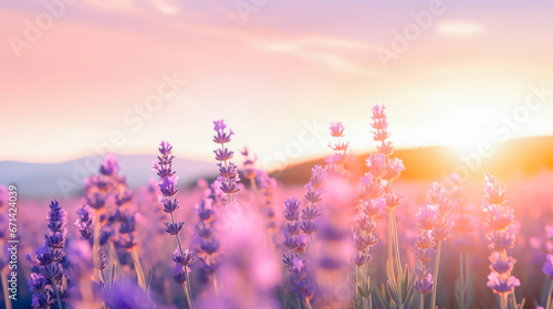 Closeup of lavender flowers on background of ethereal sunrise over a lavender field in Provence with soft focus and a pastel color palette. Beautiful countryside peaceful landscape of lavender meadow © KRISTINA KUPTSEVICH