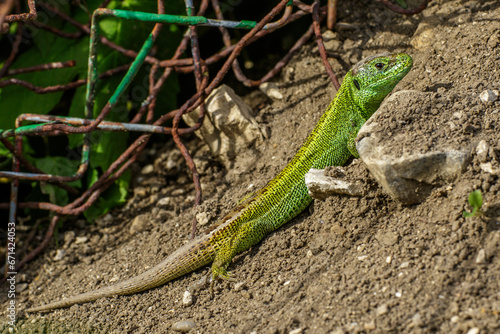 Zauneidechse  Lacerta agilis  M  nnchen