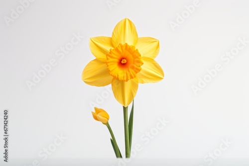 Photo of a cheerful daffodil against a solid white background. Generative AI
