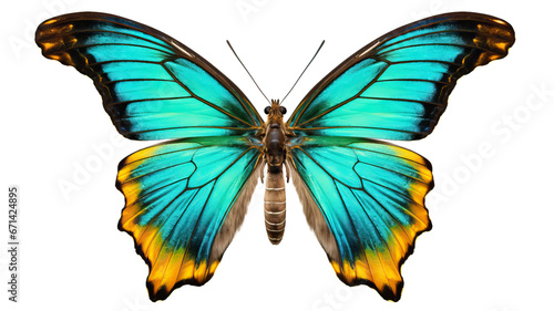 butterfly insect bug transparent background cutout © PNG
