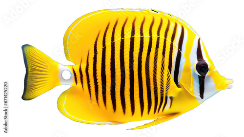 butterflyfish, isolated on a white background cutout