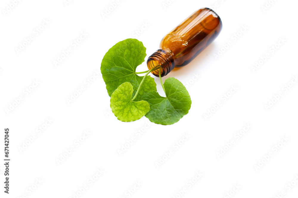 Fresh leaves of gotu kola with essential bottle on white background.