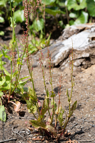 スイバ（蓚・酸葉） 学名：Rumex acetosa 生薬名：サンモコン（酸模根）薬用部分は根