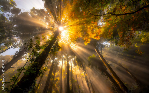 Autumn forest with fog and sun rays from a frog s perspective  AI generated