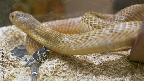 A close-up of a snake showing its tongue as it slithers and turns around inside a terrarium in a zoo in Bangkok, Thailand. photo