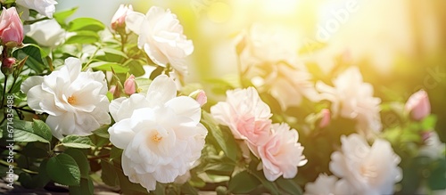 White jasmine bush and pink roses create a garden arrangement © 2rogan