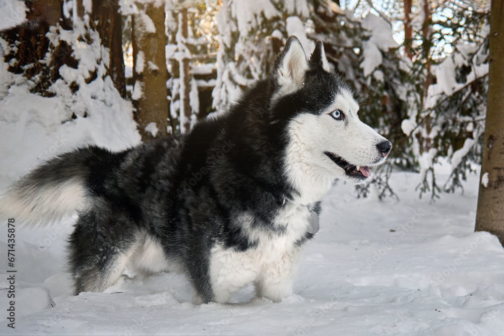 Siberian Husky dog in winter sunny forest.