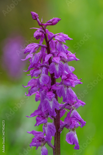 Mannsknabenkraut (Orchis mascula) photo