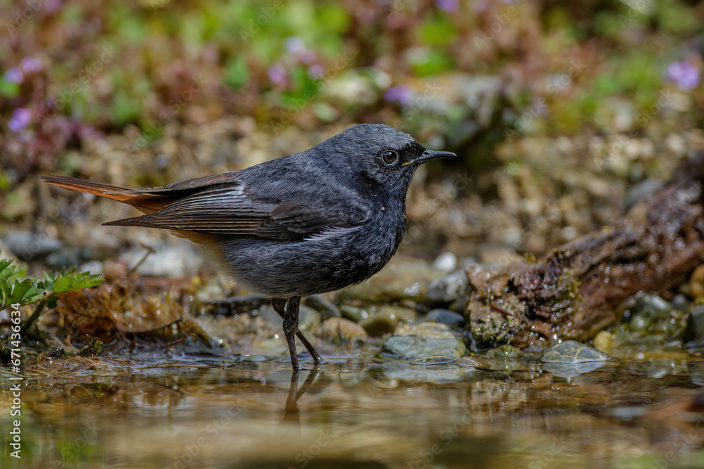Hausrotschwanz (Phoenicurus ochruros) Männchen Hausrotschwanz (Phoenicurus ochruros) Männchen