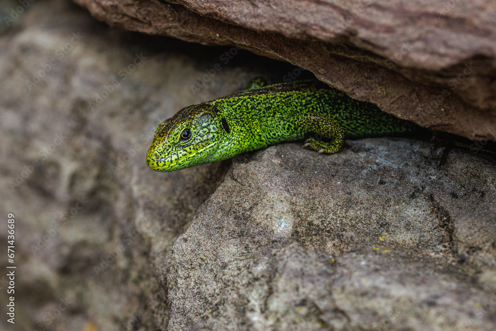Fototapeta premium Zauneidechse (Lacerta agilis) Männchen