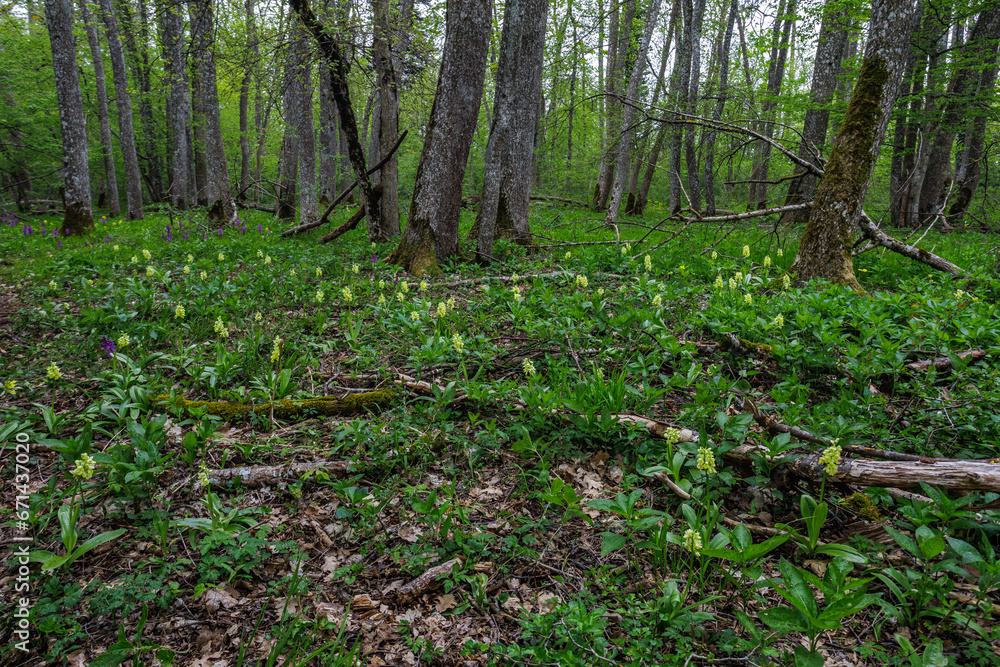 Blasses Knabenkraut (Orchis pallens)