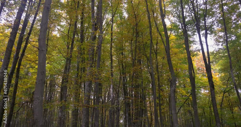 Autumn in the beech forest, Samoborsko gorje, Croatia Autumn in the beech forest, Samoborsko gorje, Croatia