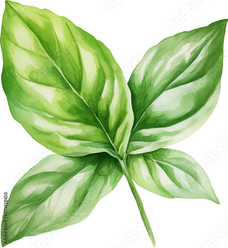 Basil leaf clipart design illustration isolated on white background
