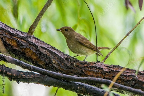 Blue-and-white Flycatcher in Nanhui Beach, Pudong New Area, Shanghai, China. photo