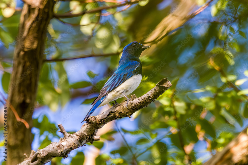 Blue-and-white Flycatcher in Nanhui Beach, Pudong New Area, Shanghai, China.