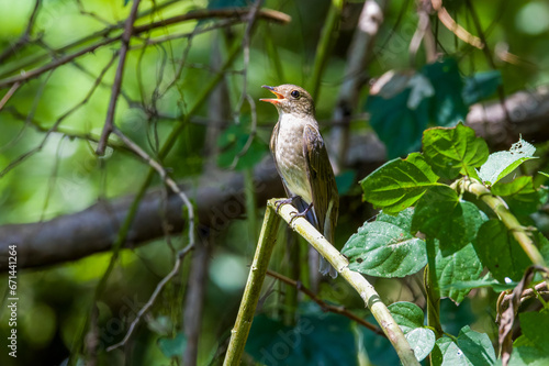 Blue-and-white Flycatcher in Nanhui Beach, Pudong New Area, Shanghai, China. photo