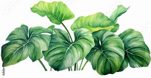 juicy minimalist watercolor alocasia leaves on an isolated background photo