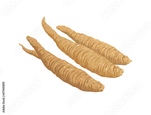 Deodeok vector illustration color drawing art.