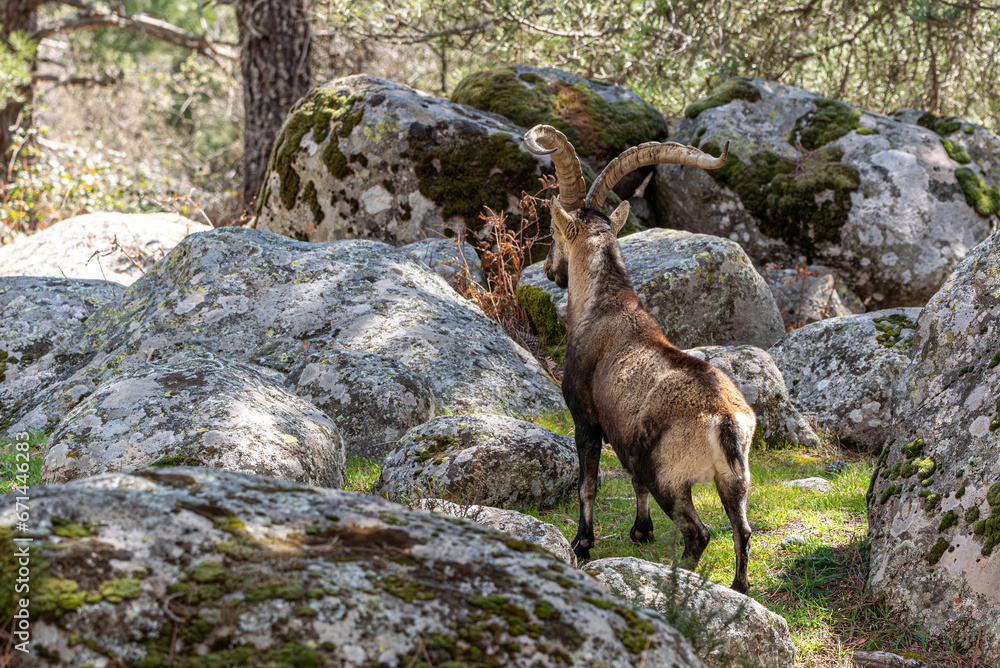 Mountain goat in its habitat, Hispanic goat in the Sierra de Gredos, Ávila, Spain Mountain goat in its habitat, Hispanic goat in the Sierra de Gredos, Ávila, Spain