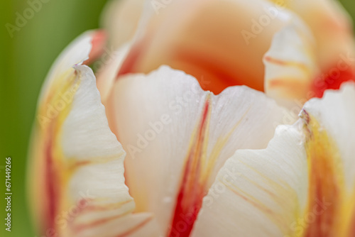 Tulpen im Detail photo