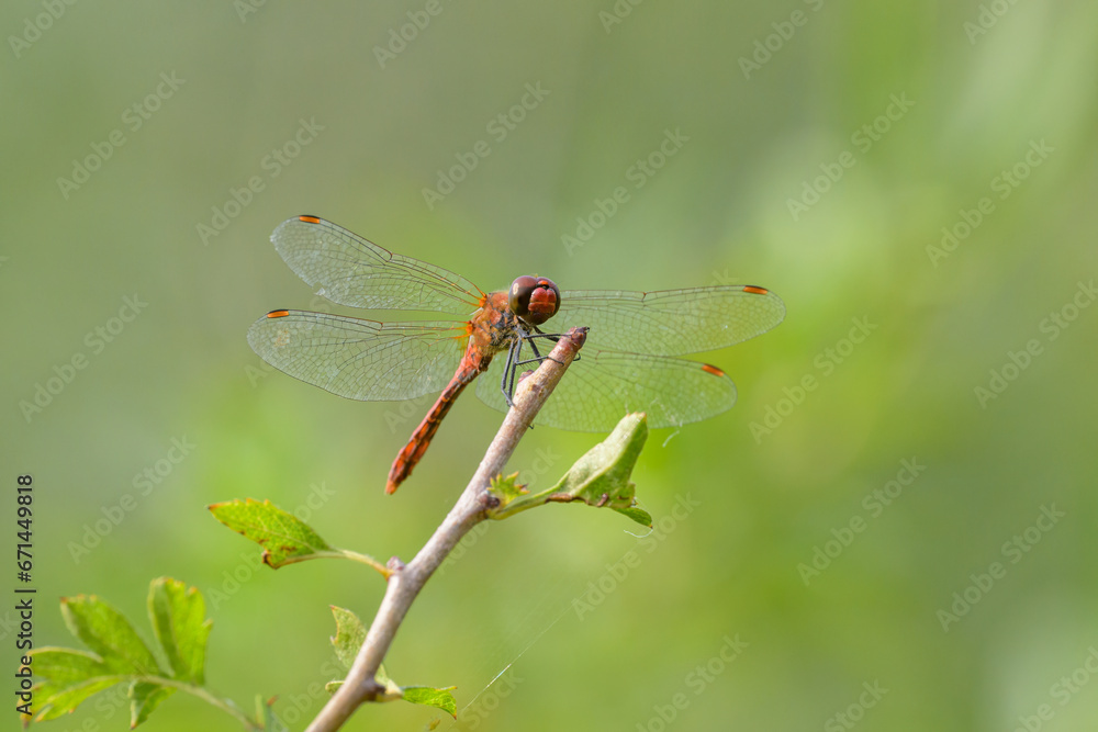 A colorful red ruddy darter dragonfly resting A colorful red ruddy darter dragonfly resting