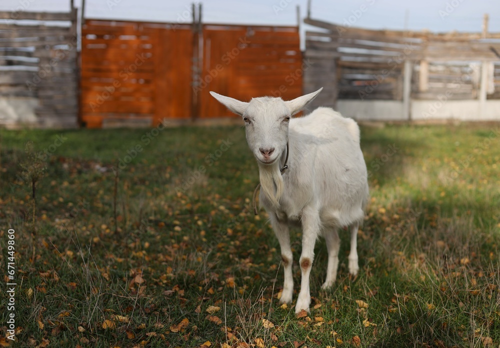 Fototapeta premium goat on the meadow
