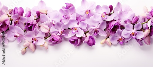 Orchid flowers with white and purple backdrop