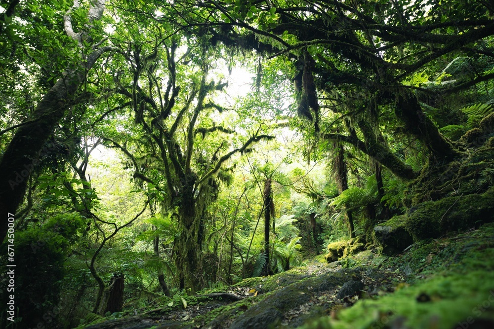 Scenic forest landscape with green plants and trees. New Zealand