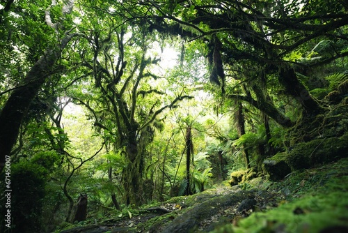 Fototapeta Naklejka Na Ścianę i Meble -  Scenic forest landscape with green plants and trees. New Zealand