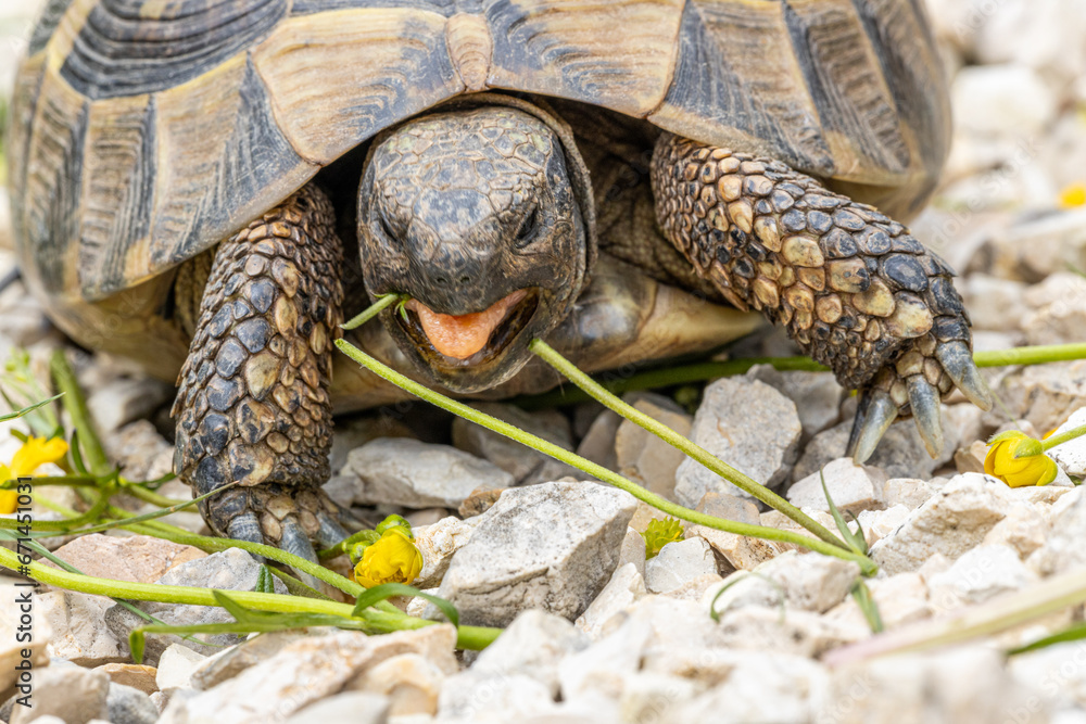 Naklejka premium Griechische Landschildkröte beim Fressen