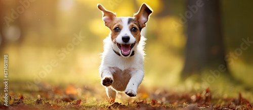 The Jack Russell Terrier happily grins while frolicking outdoors