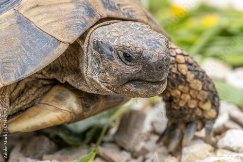 Griechische Landschildkröte beim Fressen