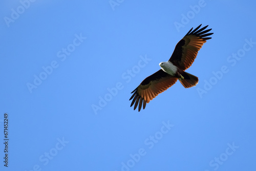 Red-tailed hawk flying in the sky. Blue. © anake