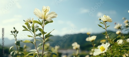 A wide-format background image for creative content, embodying the essence of spring with a picturesque view of white wildflowers against a clear, azure sky. Photorealistic illustration