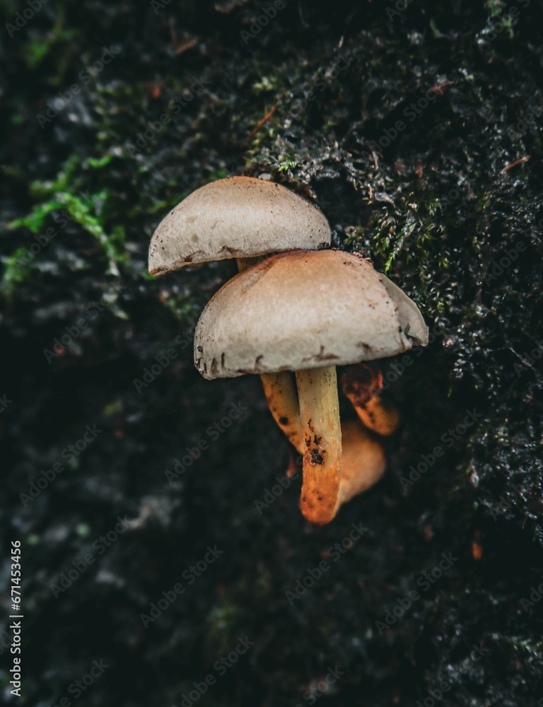 Fototapeta premium Closeup of mushrooms growing on a tree trunk
