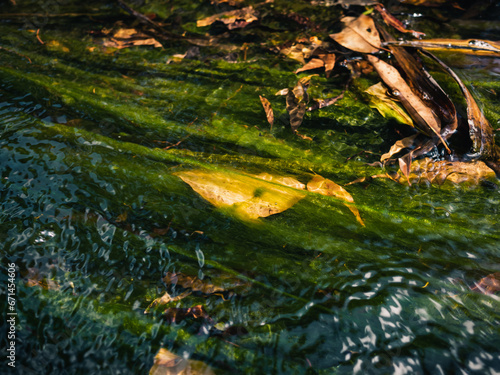 Algae in a stream of water