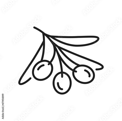 Olive berry with leaves on branch isolated natural food thin line icon. Vector semi-ripe European olive, veggies, extra virgin oil ingredient, leaf and fruit