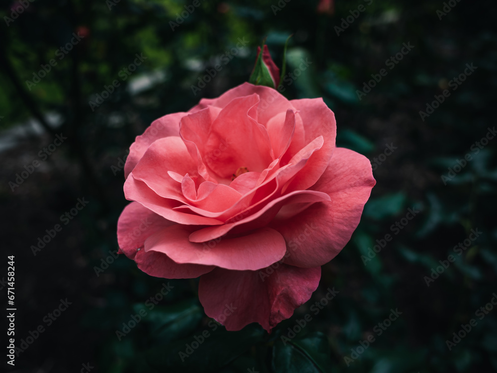 pink rose in the garden pink rose in the garden