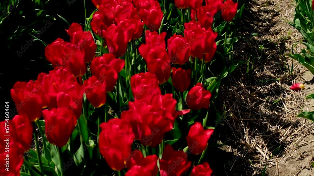 field of vibrant, red tulips blooms in springtime. field of vibrant, red tulips blooms in springtime.