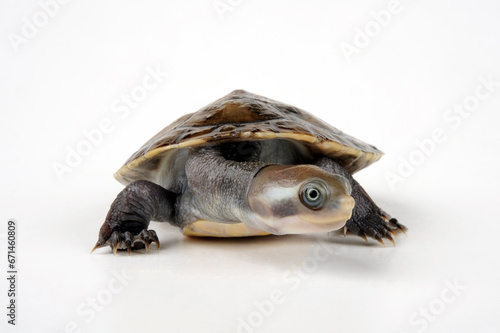 Breitrand-Spitzkopfschildkröte, Krefft´s Spitzkopfschildkröte // Krefft's turtle, Murray River turtle (Emydura macquarii krefftii / Emydura krefftii) photo