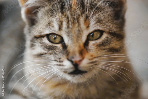 Cute tabby cat relaxed close-up portrait