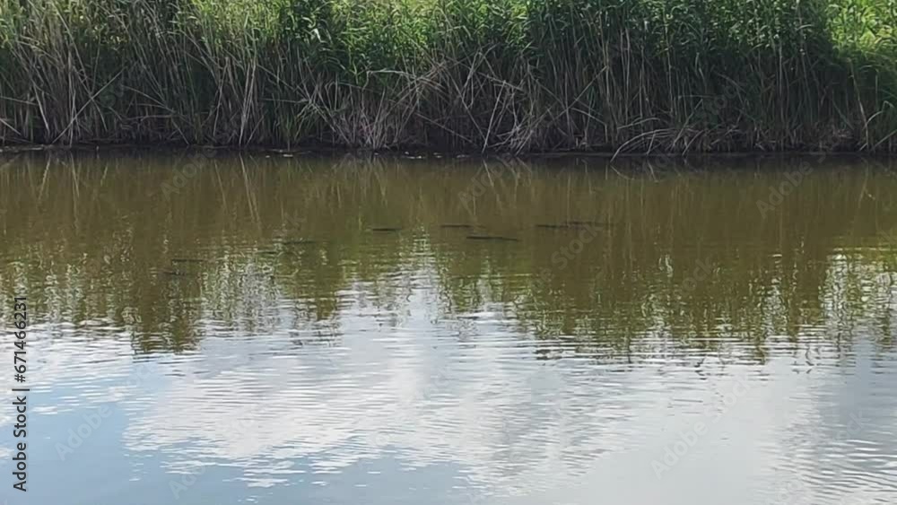 A lot of fish stand underwater in a greenish pond, fauna A lot of fish stand underwater in a greenish pond, fauna