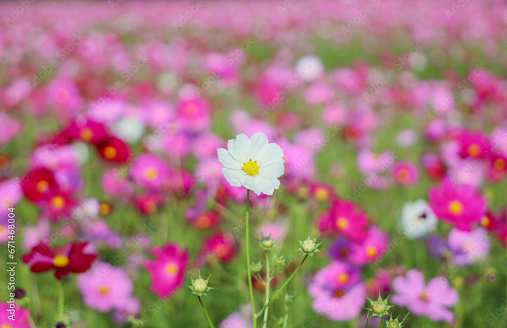 ピンクのコスモス畑に一本の白のコスモス