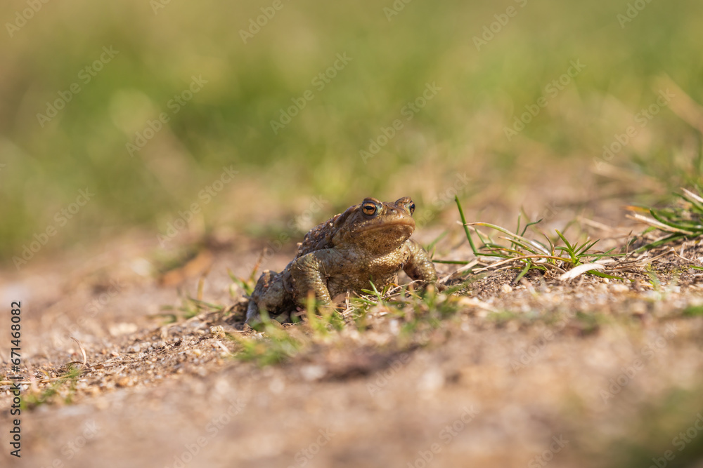 A large green frog in its natural habitat. Amphibian in water. Beautiful toad frog. Nice bokeh.