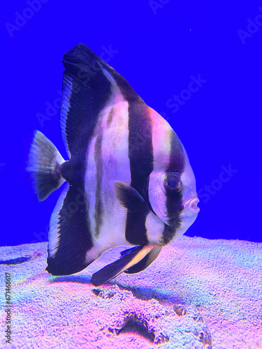 Atlantic spadefish Chaetodipterus faber . Marine fish. photo