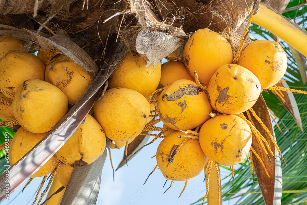 Fresh yellow Coconut palm fruits (Cocos Nucifera) are growing in