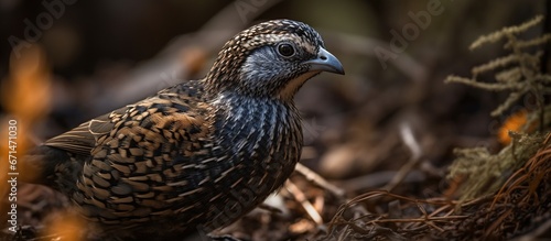 Beauty quail, in the forest