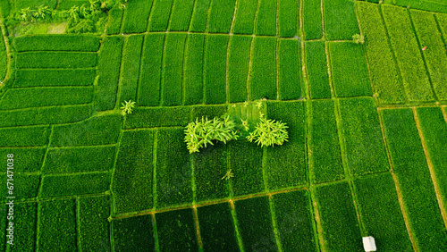 A Green Field With Tree