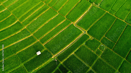 Rice Field View From Top