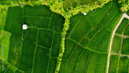 A Green Field With Tree And Footpath